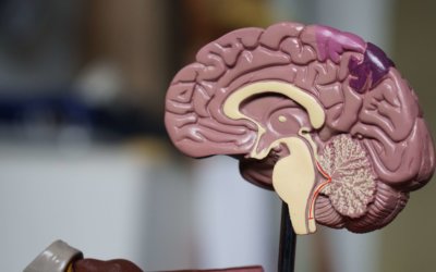 Concussion in Sport. Concussion Clinics